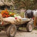 Під стріхою у Юрія Камишного